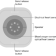 The back of Apple Watch Series 10, with the band release buttons at top and bottom, the electrical heart sensors, optical heart sensors, and blood oxygen sensors in the middle, and the speaker on the side.