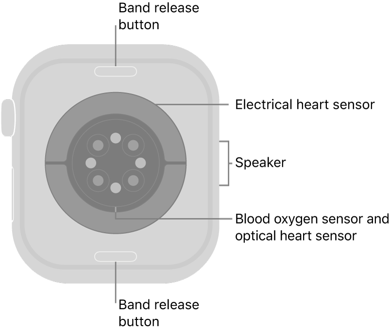 The back of Apple Watch Series 10, with the band release buttons at top and bottom, the electrical heart sensors, optical heart sensors, and blood oxygen sensors in the middle, and the speaker on the side.