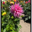 Camera is open in Photo mode. In the viewfinder, focus is locked on a subject and a slider to adjust the brightness level is next to the subject.