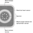 The back of Apple Watch Series 11, with the band release buttons at top and bottom, the electrical heart sensors, optical heart sensors, and blood oxygen sensors in the middle, and the speaker on the side.