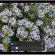 An iPad showing a zoomed in image of white flowers.