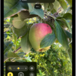 The Magnifier app showing a close-up of an unripe apple.