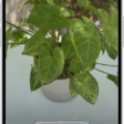 An iPhone in Visual Intelligence showing a plant.