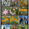 The Recently Deleted folder in the Photos app. Recently deleted photos appear in a grid on the screen.