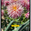 The Camera screen in Portrait mode; in the viewfinder, the subject is sharp and the background is blurred. The dial to select Portrait Lighting is open in the bottom of the frame and Studio Light is selected.