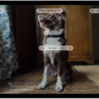 The Photos app is open to a photo of a dog. The dog is selected, and the option Add Sticker is available in the menu above.