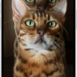 A photo is open in the Photos app library. The subject in the center of the photo is outlined and the Copy, Add Sticker, and Share buttons appear above it.