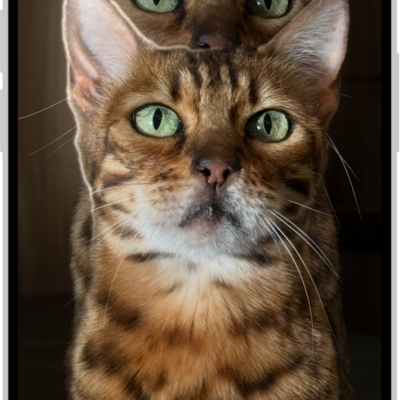 A photo is open in the Photos app library. The subject in the center of the photo is outlined and the Copy, Add Sticker, and Share buttons appear above it.