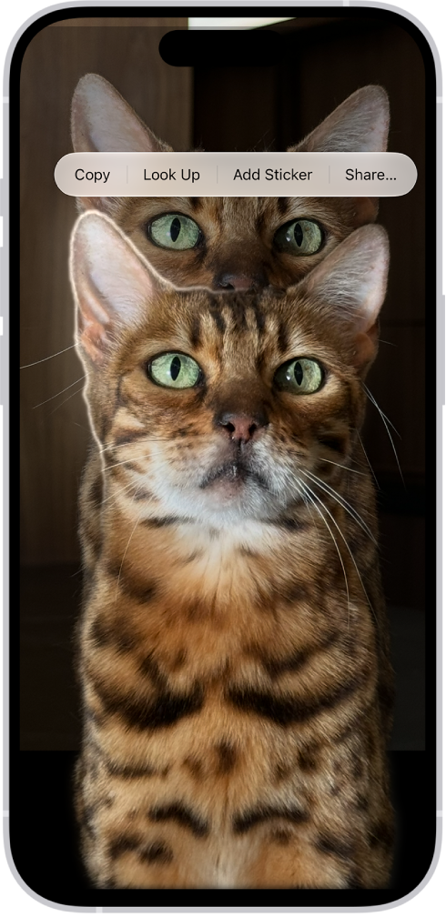 A photo is open in the Photos app library. The subject in the center of the photo is outlined and the Copy, Add Sticker, and Share buttons appear above it.