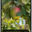 The Magnifier app showing a close-up of an unripe apple.
