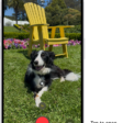 The Camera in Video mode. The Camera Controls button is in the top-right corner and the video format buttons are in the top-left corner. The Photo and Video Viewer button is in the bottom-left corner. The Record button is at the bottom center, and the Camera Chooser Back-Facing button is in the bottom-right corner.
