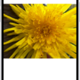 A photo is open in the Photos app library. At the bottom of the screen, the Info button displays an icon indicating that Visual Look Up information is available.