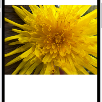 A photo is open in the Photos app library. At the bottom of the screen, the Info button displays an icon indicating that Visual Look Up information is available.