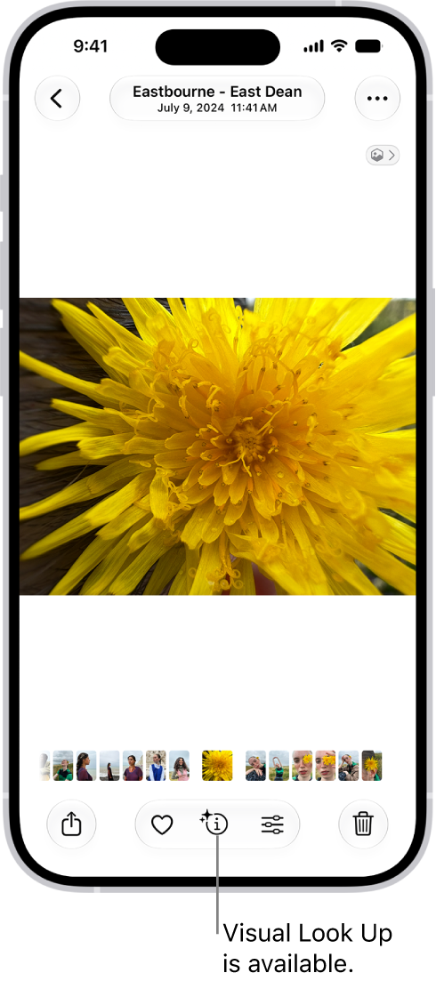 A photo is open in the Photos app library. At the bottom of the screen, the Info button displays an icon indicating that Visual Look Up information is available.
