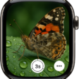 The Apple Watch screen showing what's in the iPhone camera's view. The shutter button is at the bottom center. The More Options button is at the bottom right.